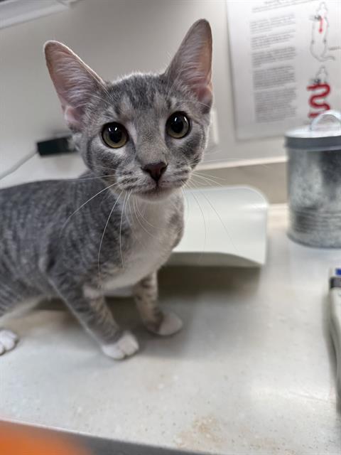 FAY, an adoptable Domestic Short Hair in Baytown, TX