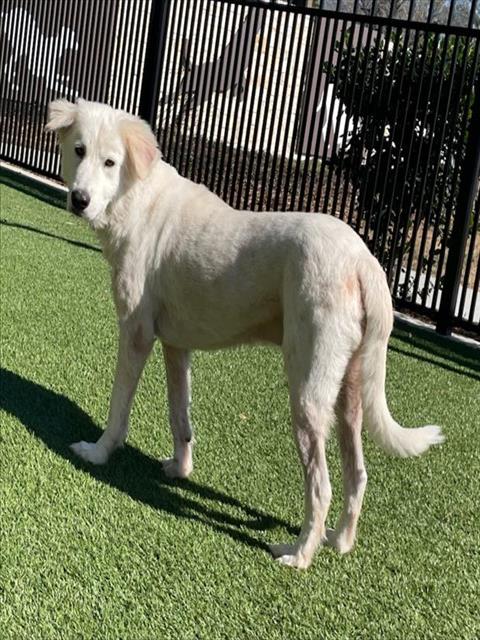 CASPER, an adoptable Labrador Retriever in Baytown, TX