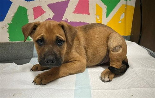 HOMER, an adoptable Pit Bull Terrier in Baytown, TX