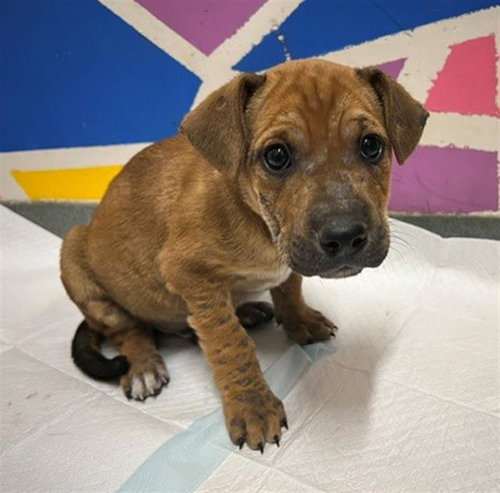 VIRGIL, an adoptable Pit Bull Terrier in Baytown, TX