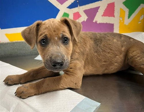 HORACE, an adoptable Pit Bull Terrier in Baytown, TX