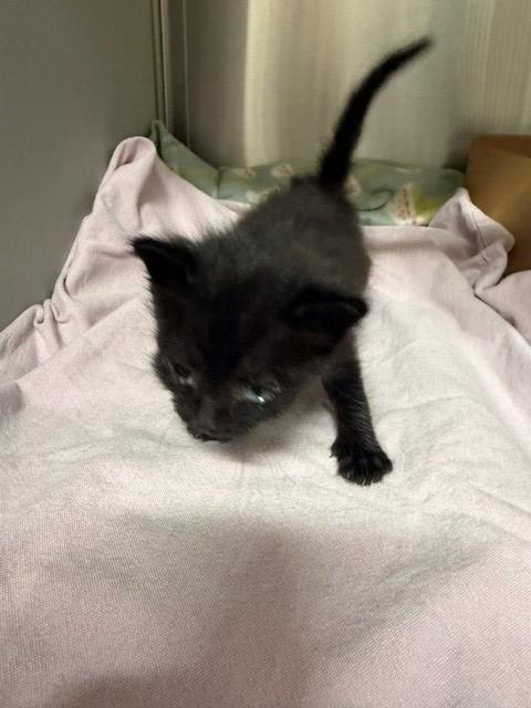 NENA, an adoptable Domestic Short Hair in Baytown, TX