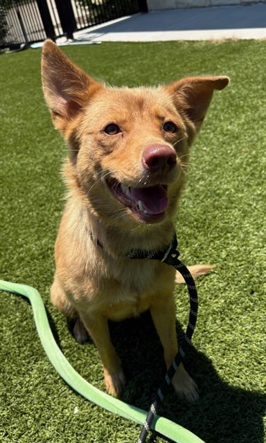 GUERA, an adoptable German Shepherd Dog in Baytown, TX