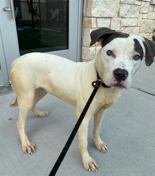 BREEZY, an adoptable Pit Bull Terrier in Baytown, TX