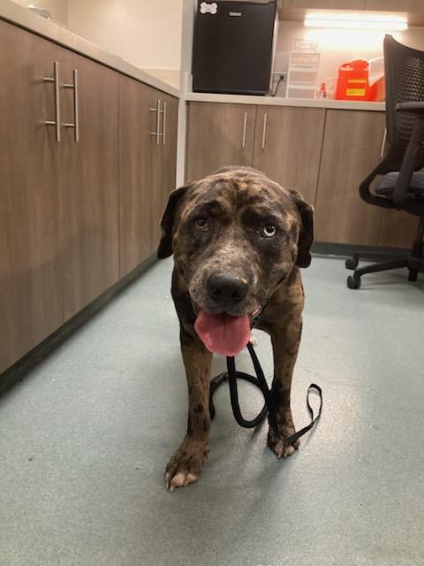 PATCHES, an adoptable Labrador Retriever in Baytown, TX