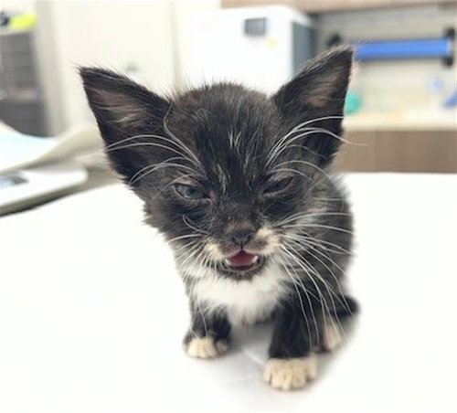 PEARL, an adoptable Domestic Short Hair in Baytown, TX