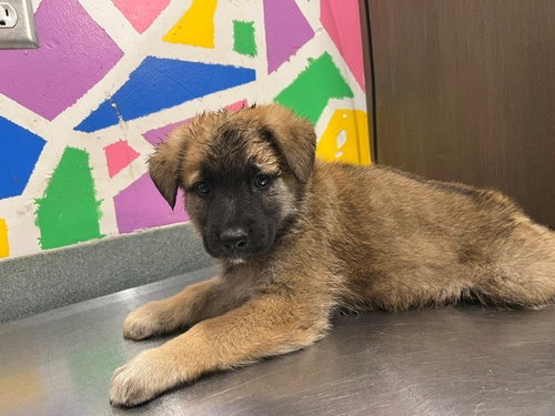 JASPER, an adoptable German Shepherd Dog in Baytown, TX