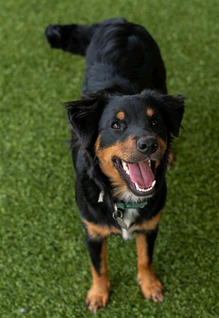 ROSA, an adoptable Australian Shepherd in Baytown, TX