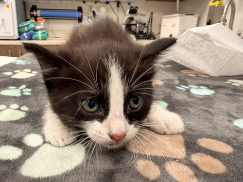 LUCY, an adoptable Domestic Medium Hair in Baytown, TX