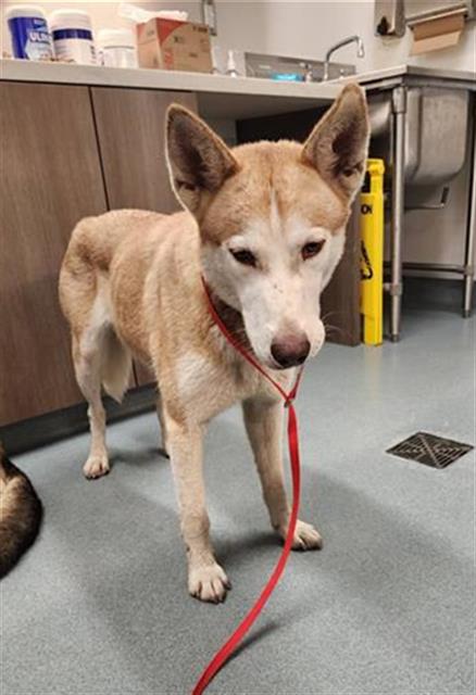 QUIN, an adoptable Siberian Husky in Baytown, TX