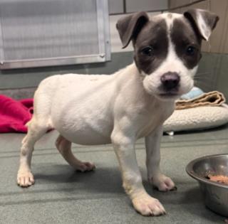 SKIPPER, an adoptable Pit Bull Terrier in Baytown, TX