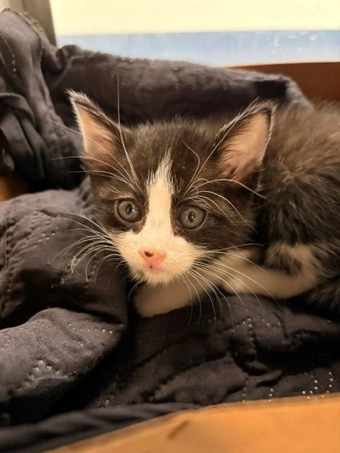 ZIVA