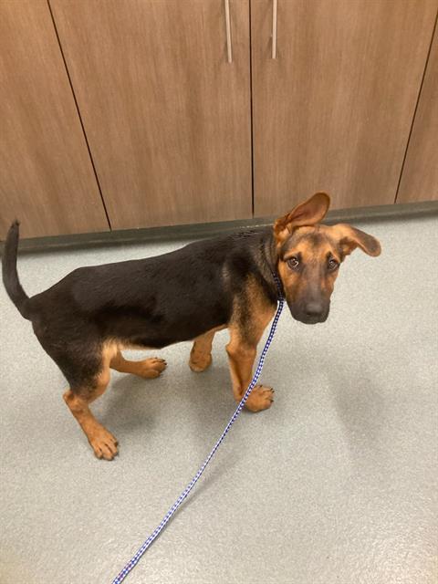 CHICO