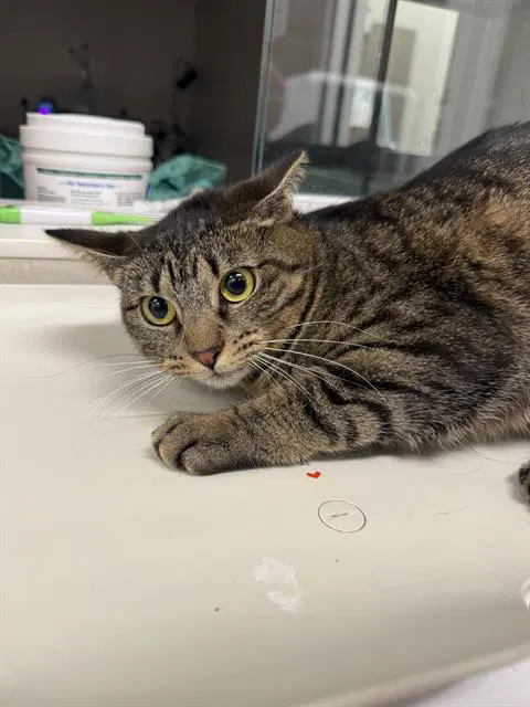 Rhonda - Domestic Short Hair