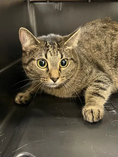 Helga Pawtaki - Domestic Short Hair