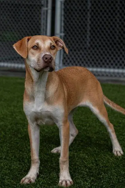 Clarice - Labrador Retriever
