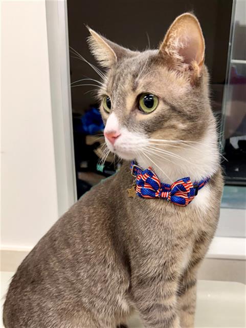 LEO