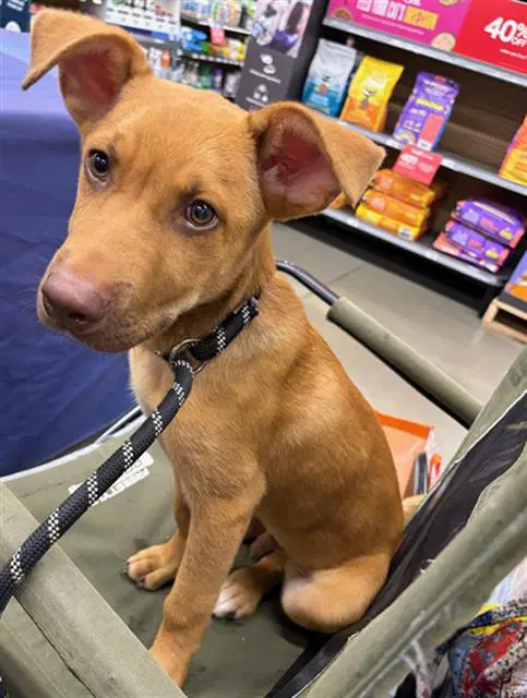 Buster - Pit Bull Terrier