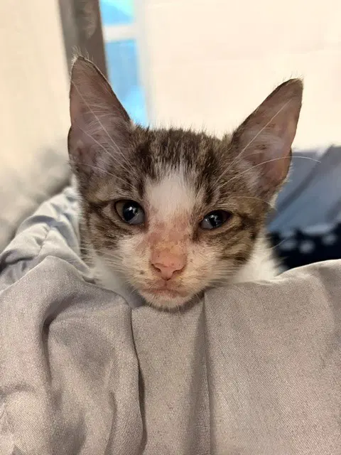 Oscar - Domestic Short Hair