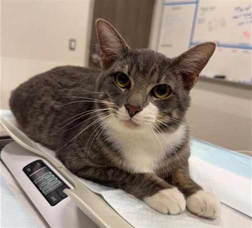 GILBERT, Adult Domestic Short Hair (medium coat), cat for adoption in League City, Texas