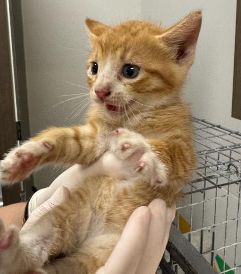 TIGGER