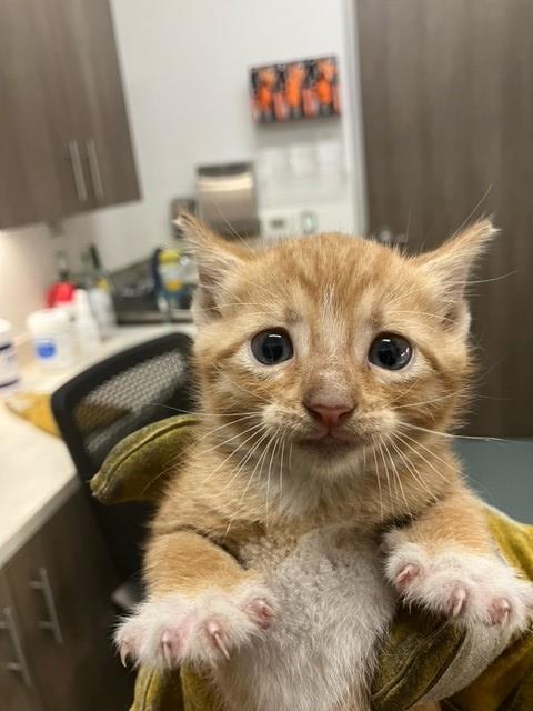 WINNIE