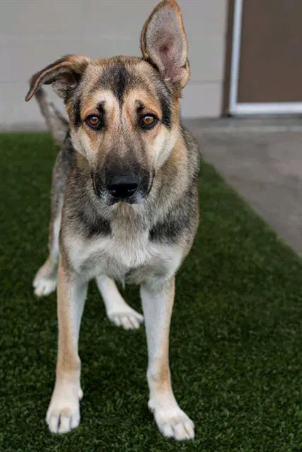 Duke - German Shepherd Dog