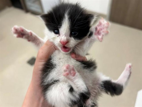 PAIL, Baby Domestic Short Hair (medium coat), cat for adoption in League City, Texas