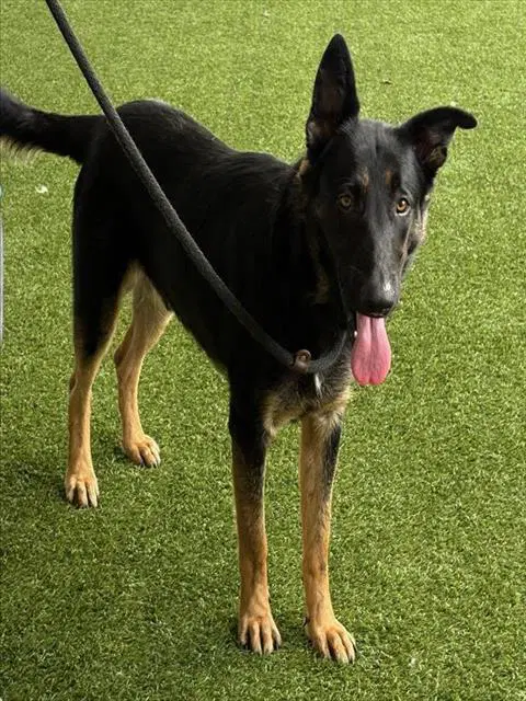 Kevin - German Shepherd Dog