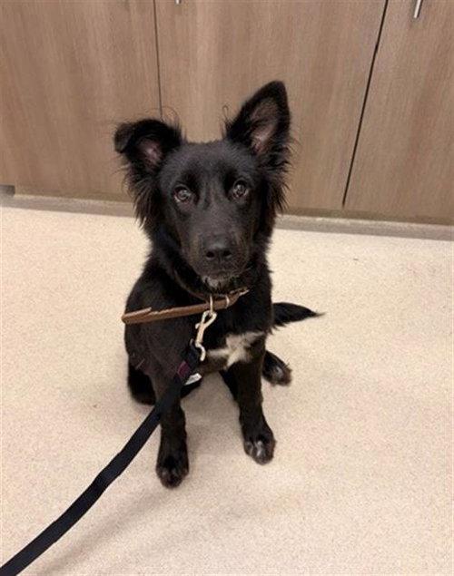 NILA, an adoptable German Shepherd Dog in Baytown, TX