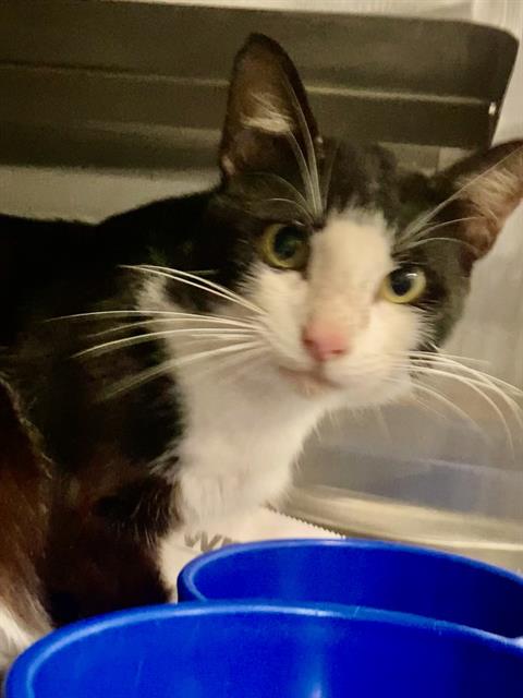 ORCA, Adult Domestic Short Hair (medium coat), cat for adoption in Baytown, Texas