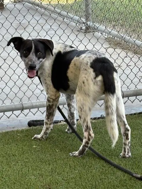 Boone - Border Collie