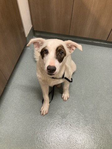 MURPHY, an adoptable Border Collie in Baytown, TX