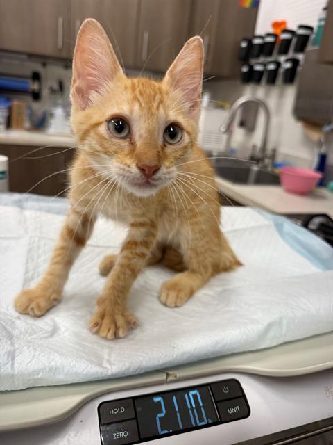 CHEF RAMSAY, Baby Domestic Short Hair (medium coat), cat for adoption in Baytown, Texas