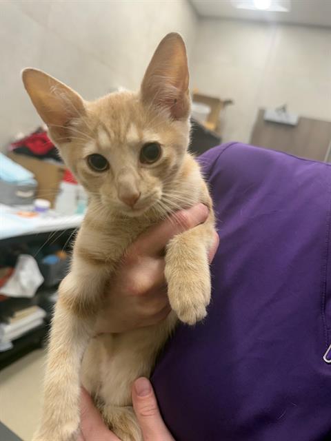 TYLER, Baby Domestic Short Hair (medium coat), cat for adoption in Baytown, Texas