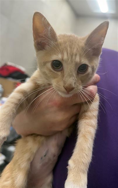 TONI, Baby Domestic Short Hair (medium coat), cat for adoption in Baytown, Texas