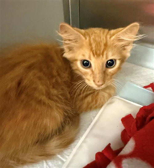 FIZZGIG, Baby Domestic Short Hair (medium coat), cat for adoption in Baytown, Texas