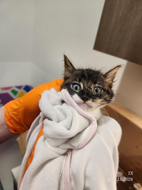 BILLY, Baby Domestic Short Hair (medium coat), cat for adoption in Baytown, Texas