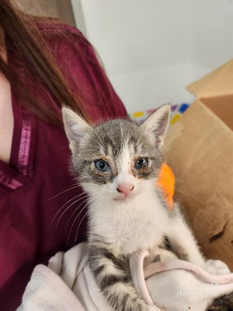 RAY, Baby Domestic Short Hair (medium coat), cat for adoption in Baytown, Texas