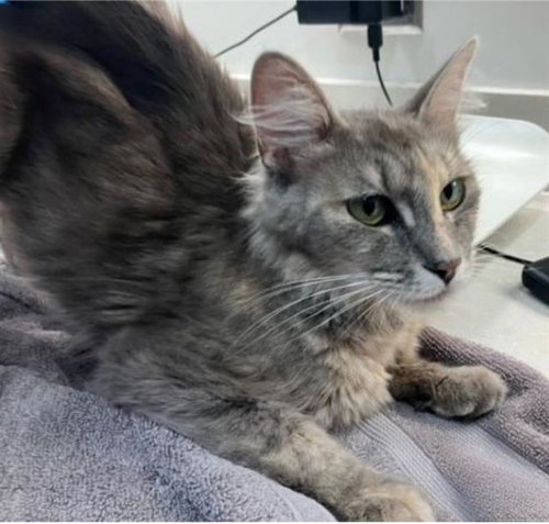 MS SNUGGLES, Adult Domestic Long Hair (medium coat), cat for adoption in Baytown, Texas