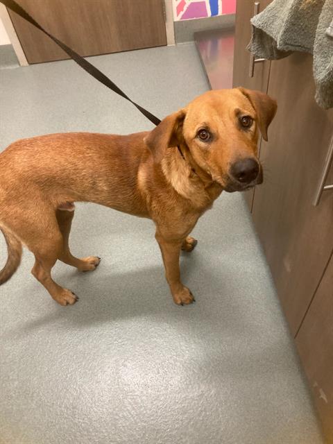 LUCK, an adoptable Labrador Retriever in Baytown, TX
