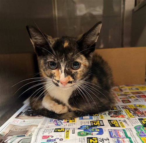 POMNI, Baby Domestic Short Hair (medium coat), cat for adoption in Baytown, Texas