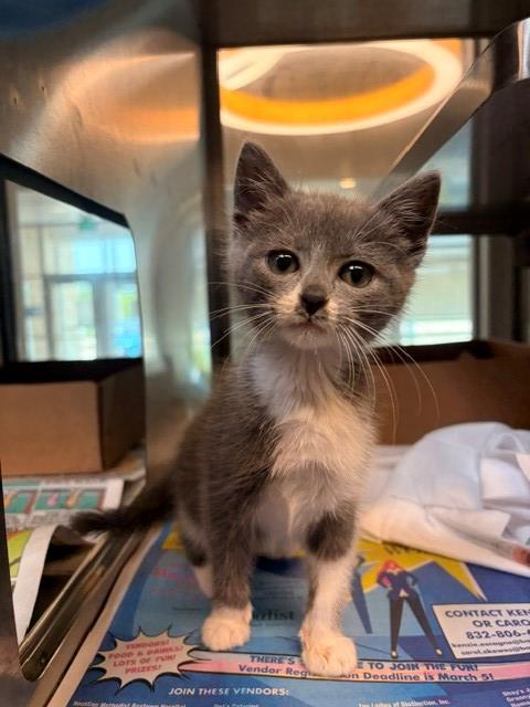 LENA, Baby Domestic Short Hair (medium coat), cat for adoption in Baytown, Texas