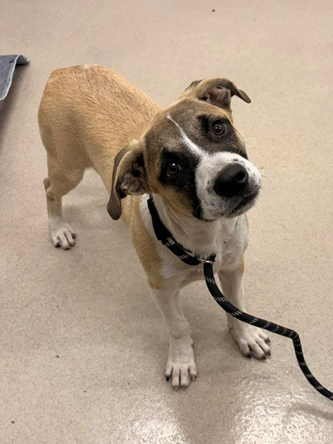 CYPRESS, an adoptable Black Mouth Cur in Baytown, TX