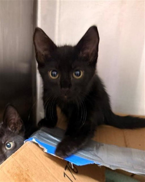 EDD, an adoptable Domestic Short Hair in Baytown, TX