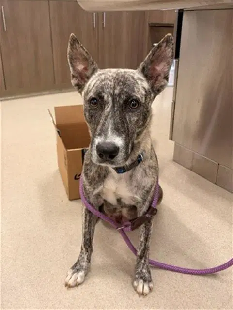 Snow White - Dutch Shepherd