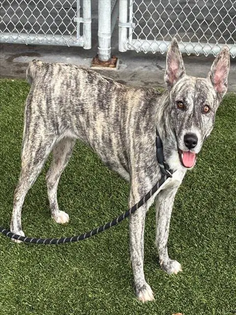 Snow White - Dutch Shepherd