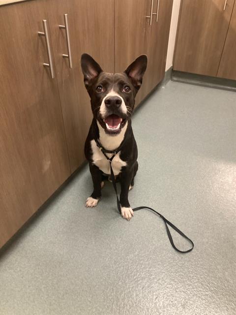 TUX