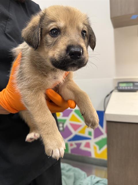 DEADPOOL, an adoptable German Shepherd Dog in Baytown, TX