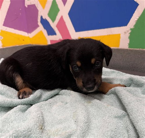 WOLVERINE, an adoptable German Shepherd Dog in Baytown, TX